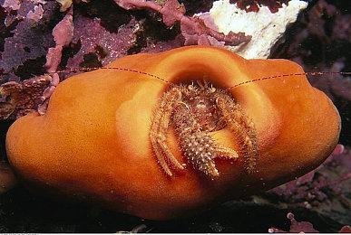 《最终幻想16》年底前公布发售日 开发已完成95%